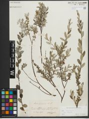 Foto von Salix repens subsp. repens L.